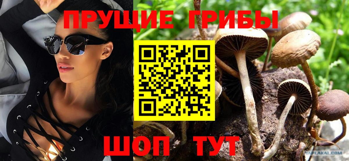 Будённовск  наркотики  Галлюциногенные грибы Psilocybine cubensis  Вход с VPN  Псилоцибиновые грибы Cubensis 